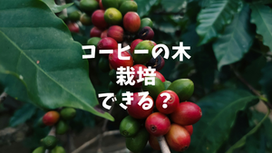 コーヒー豆は自宅で栽培できる？コーヒーの木の育て方と収穫までの道のり